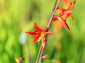 Křešina, montbrécie 'Babylon' - Crocosmia 'Babylon'