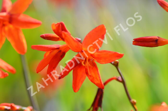 Křešina, montbrécie 'Babylon' - Crocosmia 'Babylon'