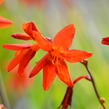 Křešina, montbrécie 'Babylon' - Crocosmia 'Babylon'
