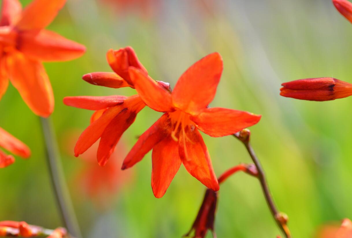 Křešina, montbrécie 'Babylon' - Crocosmia 'Babylon'