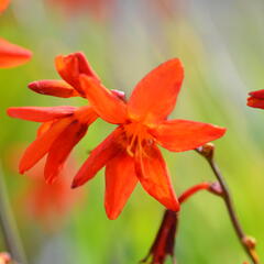 Křešina, montbrécie 'Babylon' - Crocosmia 'Babylon'