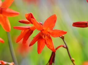 Křešina, montbrécie 'Babylon' - Crocosmia 'Babylon'