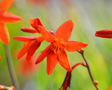 Křešina, montbrécie 'Babylon'