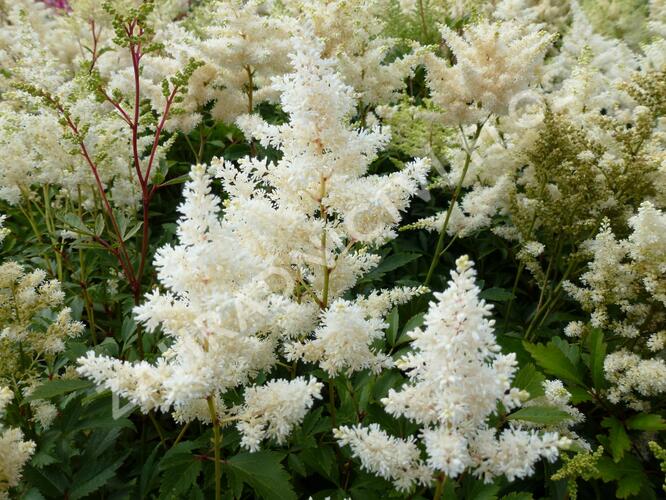 Čechrava Arendsova 'Astary White' - Astilbe arendsii 'Astary White'