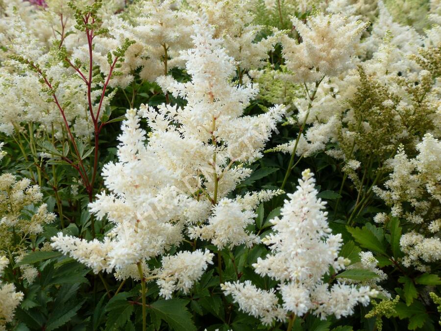 Čechrava Arendsova 'Astary White' - Astilbe arendsii 'Astary White'