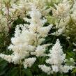 Čechrava Arendsova 'Astary White' - Astilbe arendsii 'Astary White'