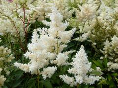 Čechrava Arendsova 'Astary White' - Astilbe arendsii 'Astary White'