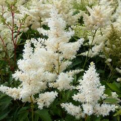 Čechrava Arendsova 'Astary White' - Astilbe arendsii 'Astary White'
