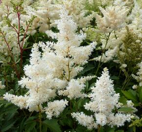 Čechrava Arendsova 'Astary White' - Astilbe arendsii 'Astary White'