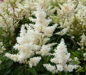 Čechrava Arendsova 'Astary White' - Astilbe arendsii 'Astary White'