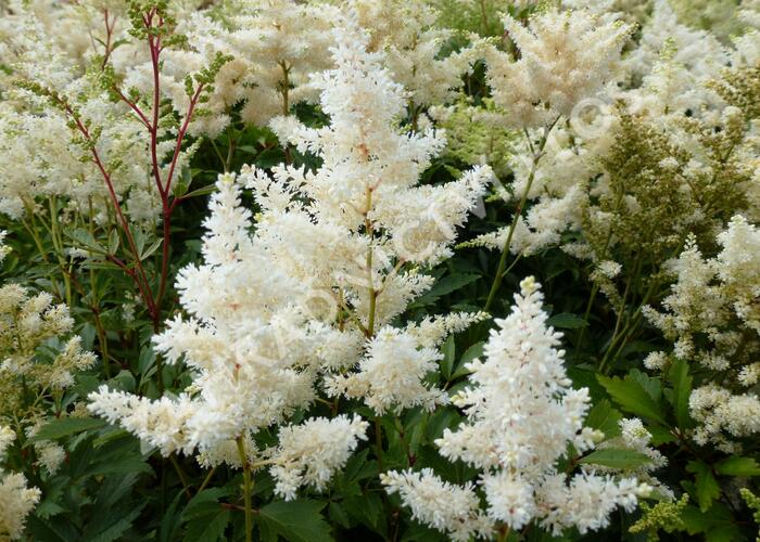 Čechrava Arendsova 'Astary White' - Astilbe arendsii 'Astary White'