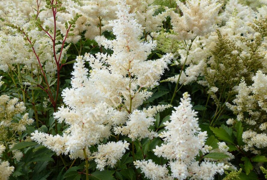 Čechrava Arendsova 'Astary White' - Astilbe arendsii 'Astary White'