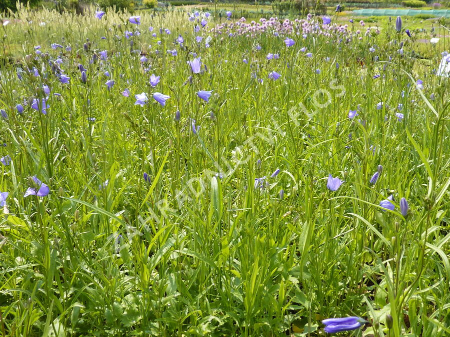 Zvonek okrouhlolistý 'Thumbell Blue' - Campanula rotundifolia 'Thumbell Blue'