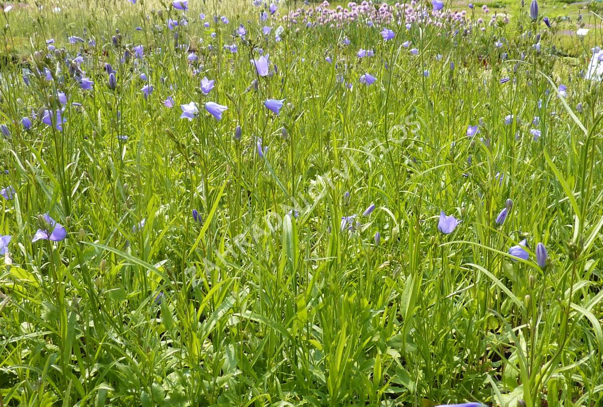 Zvonek okrouhlolistý 'Thumbell Blue' - Campanula rotundifolia 'Thumbell Blue'