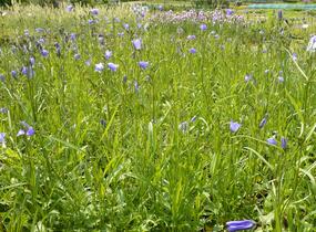 Zvonek okrouhlolistý 'Thumbell Blue' - Campanula rotundifolia 'Thumbell Blue'