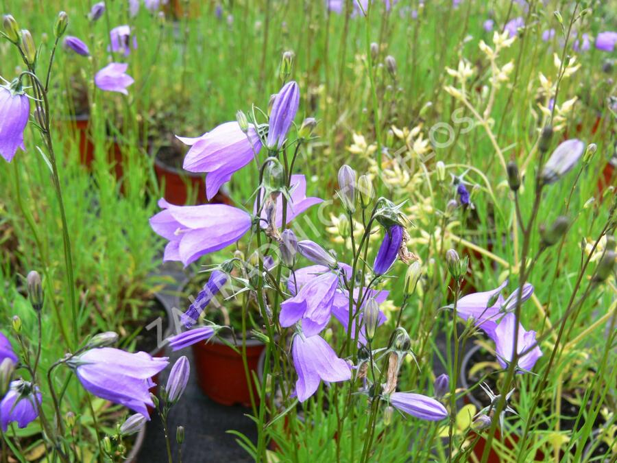 Zvonek okrouhlolistý 'Thumbell Blue' - Campanula rotundifolia 'Thumbell Blue'