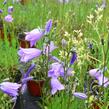 Zvonek okrouhlolistý 'Thumbell Blue' - Campanula rotundifolia 'Thumbell Blue'