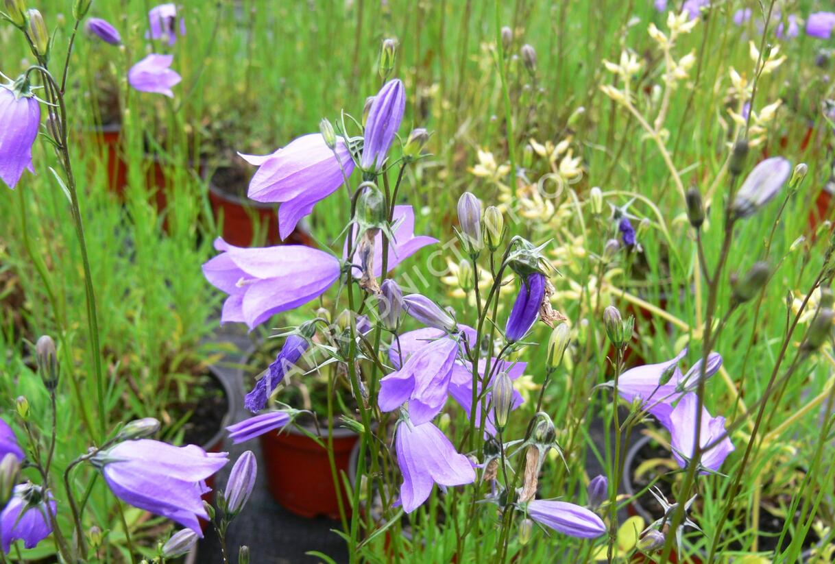 Zvonek okrouhlolistý 'Thumbell Blue' - Campanula rotundifolia 'Thumbell Blue'