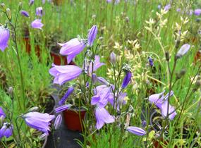 Zvonek okrouhlolistý 'Thumbell Blue' - Campanula rotundifolia 'Thumbell Blue'