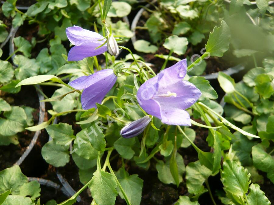 Zvonek okrouhlolistý 'Thumbell Blue' - Campanula rotundifolia 'Thumbell Blue'