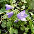 Zvonek okrouhlolistý 'Thumbell Blue' - Campanula rotundifolia 'Thumbell Blue'