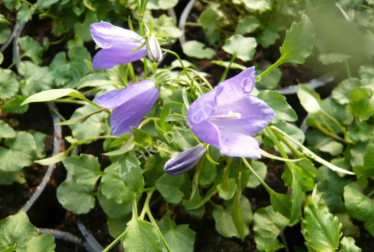 Zvonek okrouhlolistý 'Thumbell Blue' - Campanula rotundifolia 'Thumbell Blue'