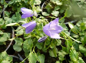 Zvonek okrouhlolistý 'Thumbell Blue' - Campanula rotundifolia 'Thumbell Blue'