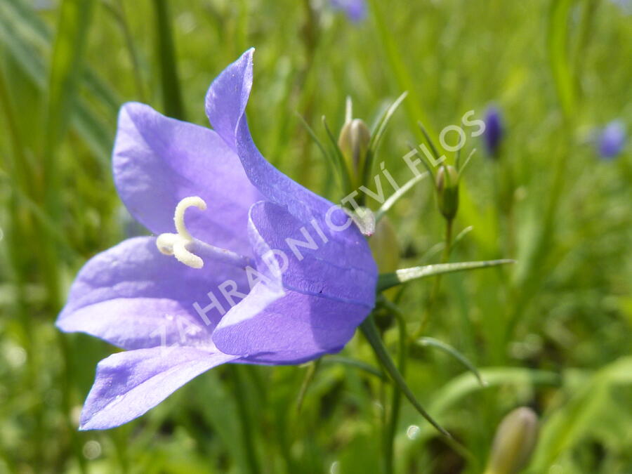 Zvonek okrouhlolistý 'Thumbell Blue' - Campanula rotundifolia 'Thumbell Blue'
