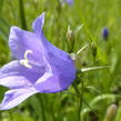 Zvonek okrouhlolistý 'Thumbell Blue' - Campanula rotundifolia 'Thumbell Blue'