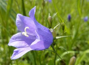 Zvonek okrouhlolistý 'Thumbell Blue' - Campanula rotundifolia 'Thumbell Blue'