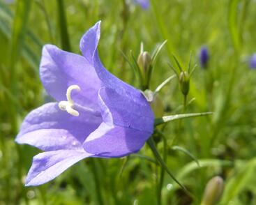 Zvonek okrouhlolistý 'Thumbell Blue'