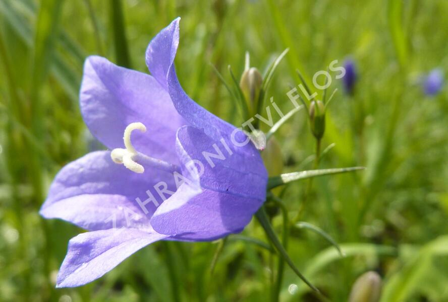 Zvonek okrouhlolistý 'Thumbell Blue' - Campanula rotundifolia 'Thumbell Blue'