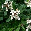 Lýkovec 'Eternal Fragrance' - Daphne x transatlantica 'Eternal Fragrance'