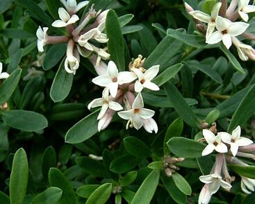 Lýkovec 'Eternal Fragrance'