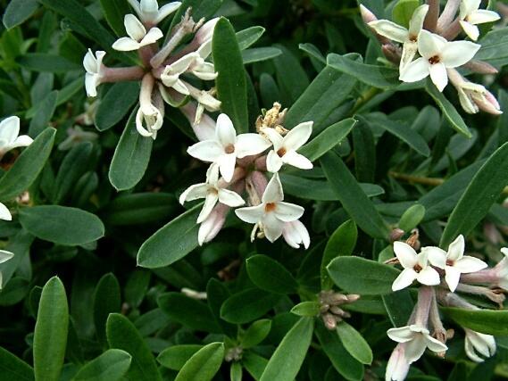 Lýkovec 'Eternal Fragrance' - Daphne x transatlantica 'Eternal Fragrance'