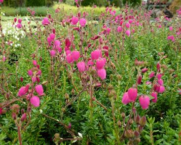 Dabécie kantabrijská, Irský vřes 'Wijnie'