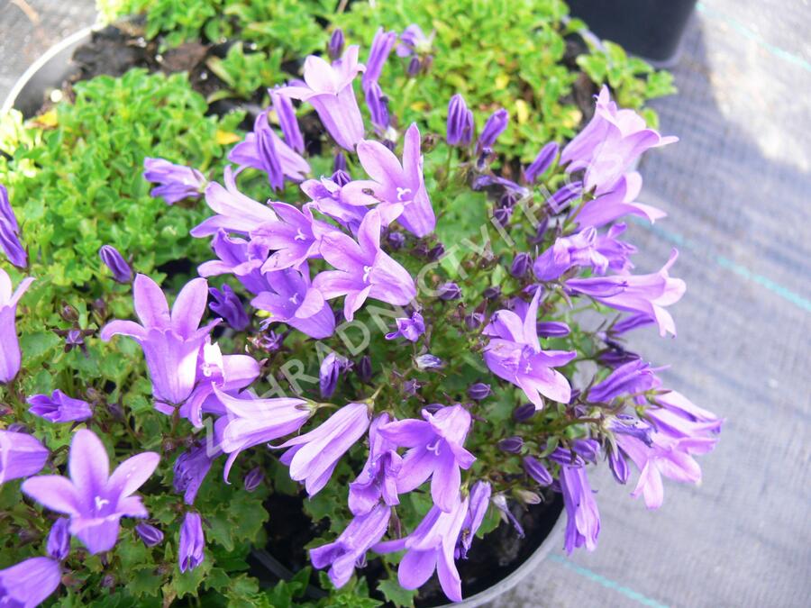 Zvonek dalmatský 'Get Mee' - Campanula portenschlagiana 'Get Mee'