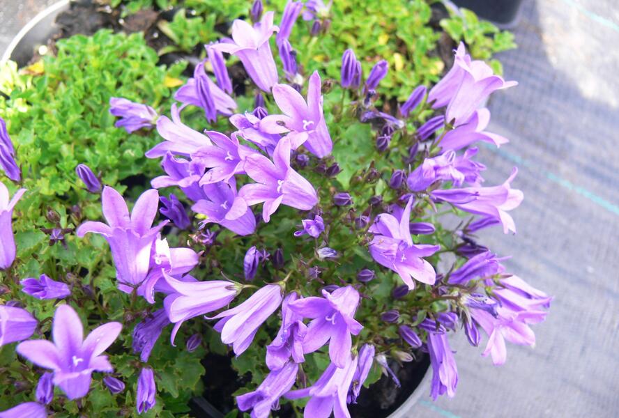 Zvonek dalmatský 'Get Mee' - Campanula portenschlagiana 'Get Mee'