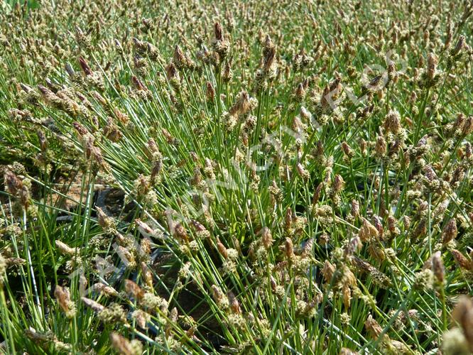 Ostřice stinná - Carex umbrosa