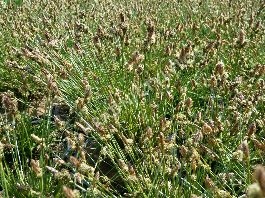 Ostřice stinná - Carex umbrosa