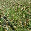 Ostřice stinná - Carex umbrosa
