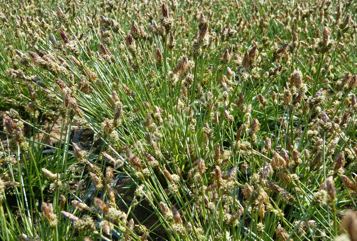 Ostřice stinná - Carex umbrosa