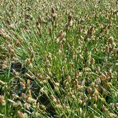 Ostřice stinná - Carex umbrosa