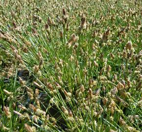 Ostřice stinná - Carex umbrosa