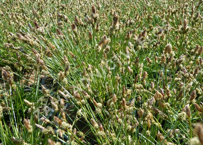 Ostřice stinná - Carex umbrosa