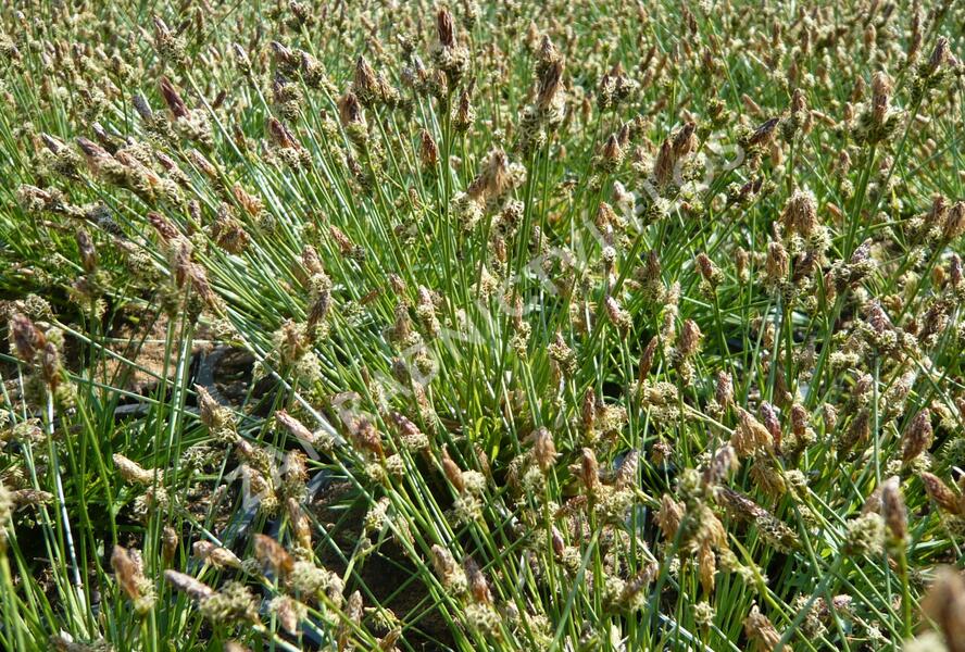 Ostřice stinná - Carex umbrosa