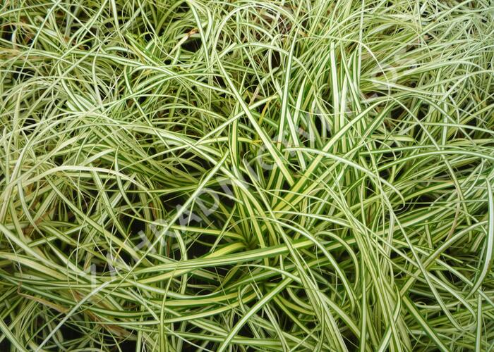 Ostřice ošimenská 'Evergold Compact' - Carex oshimensis 'Evergold Compact'