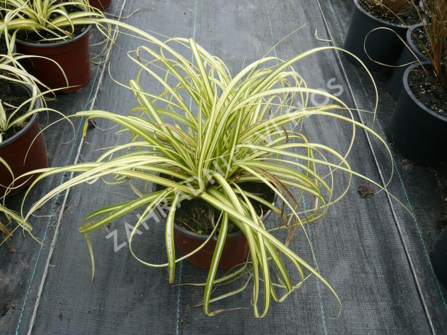 Ostřice ošimenská 'Evergold Compact' - Carex oshimensis 'Evergold Compact'