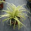 Ostřice ošimenská 'Evergold Compact' - Carex oshimensis 'Evergold Compact'