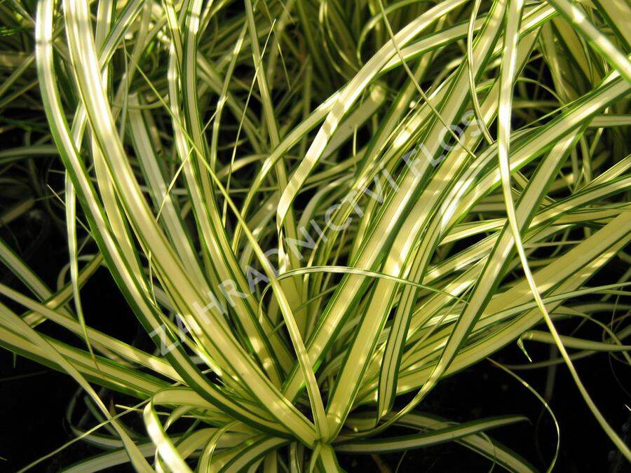 Ostřice ošimenská 'Evergold Compact' - Carex oshimensis 'Evergold Compact'
